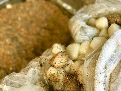 -叶氏麻糍(鼓浪屿店)