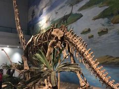 -自贡恐龙博物馆