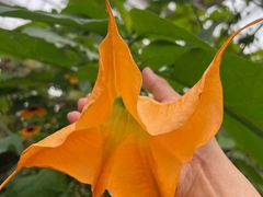 -上海鲜花港
