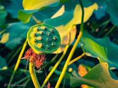 -陈家山荷花公园