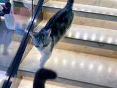 -飞行喵MR PILOT|猫舍·猫咖(静安大融城店)