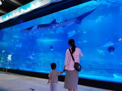 -烟台海昌鲸鲨海洋公园