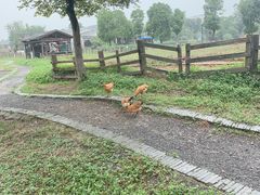 -田园东方蜜桃村的田野营地
