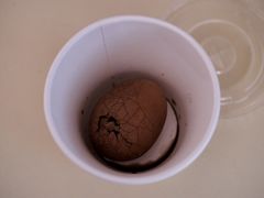 茶叶蛋-虎伢Fuuya!咖啡煎饼(陆家嘴波特营店)