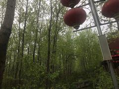 -合肥滨湖国家森林公园