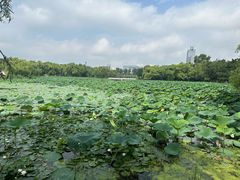 -长春市南湖公园