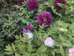 -莲花池公园