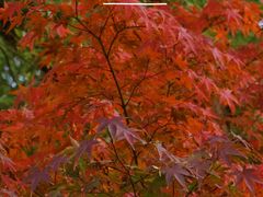 -昆山城市生态森林公园