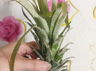 我被菠萝给伤害了  自己削菠萝皮的小伙伴注意了、千万