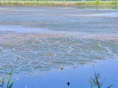 -野鸭湖国家湿地公园