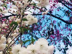 -天适樱花悠乐园