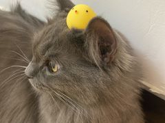 -纳吉亚猫专科动物医院博雅分院