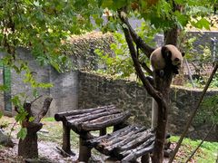 -都江堰中华大熊猫苑