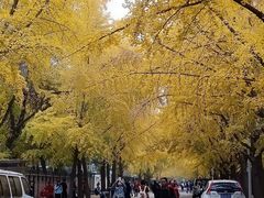 -三里屯东五街银杏大道