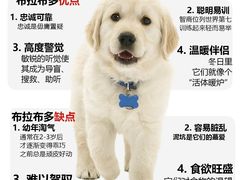 -宠爱多约克夏马尔济斯泰迪小型犬专卖