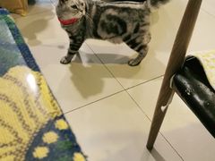 -平行世界·猫咖(首经贸店)