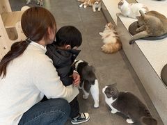-飞行喵MR PILOT|猫舍·猫咖(静安大融城店)