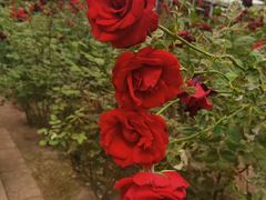 -陆地游轮吉林神农温泉