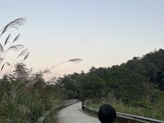 -南宁良凤江国家森林公园