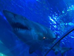 -成都浩海立方海洋公园