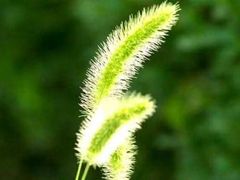 -糯米喵星人·撸猫猫舍咖啡馆(西市场嘉华店)