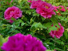-莲花池公园