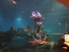 -海棠湾洲际-涛·海底餐厅·美人鱼·自助餐·海底隧道