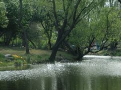 -上海滨江森林公园