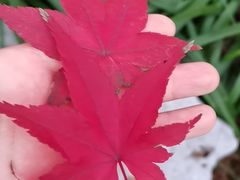 -COMMUNE幻师(五角场店)