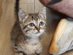 -瑞派康怡24h宠物医院·犬猫医疗中心·微创绝育(瑞景分院)