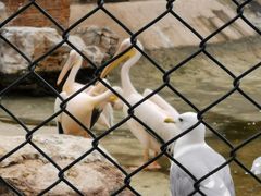 -石家庄市动物园