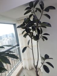 -HEYAN荷妍专业脱毛连锁机构
