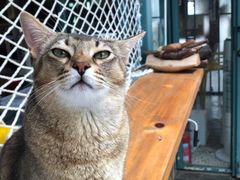 -喵屿·大理花园猫咖