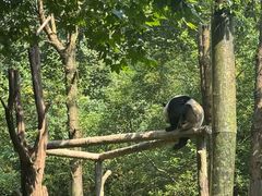-都江堰中华大熊猫苑