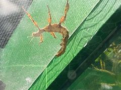 -上海海洋水族馆