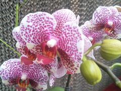 -兰陵国家农业公园