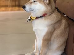 -柴务处·柴犬主题狗咖