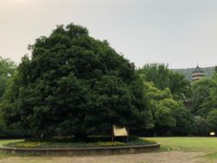 -灵谷景区