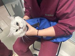 -瑞派福兴宠物医院犬猫全科·骨科·中西医结合(河东店)