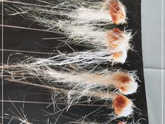 -食神鱼头佛跳墙(百子湾旗舰店)