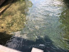 -西湖外事游船(花港观鱼码头)