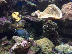 -御唐府海珊瑚主题餐厅