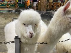 -上海大自然野生昆虫馆(东方明珠·爬宠昆虫探索中心)