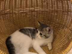 -猫咪派对(江南西店)