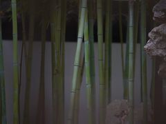 -秋霞圃