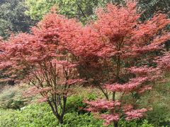 -铁山坪森林公园