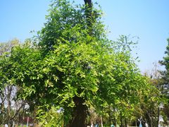 -济南国际园博园