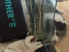 -柚子猫舍·精品猫舍购猫·猫咪认养·购宠·宠物店