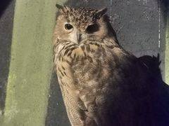 -广州长隆飞鸟乐园