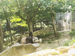 -都江堰中华大熊猫苑